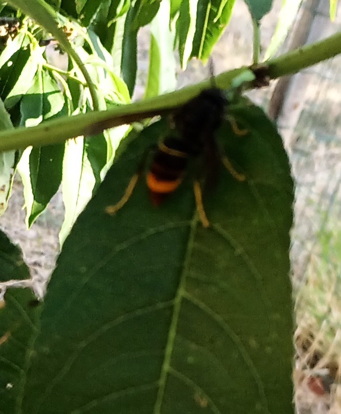 Foto de Avispa