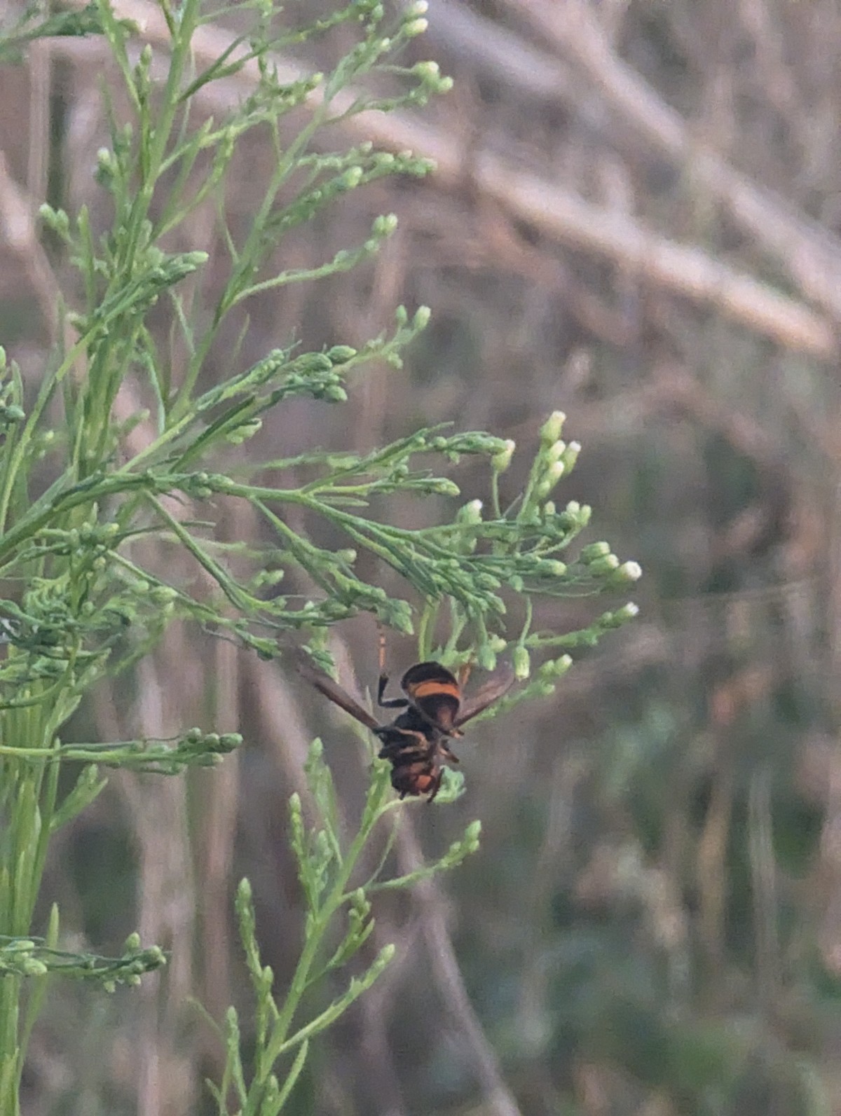 Foto de Avispa