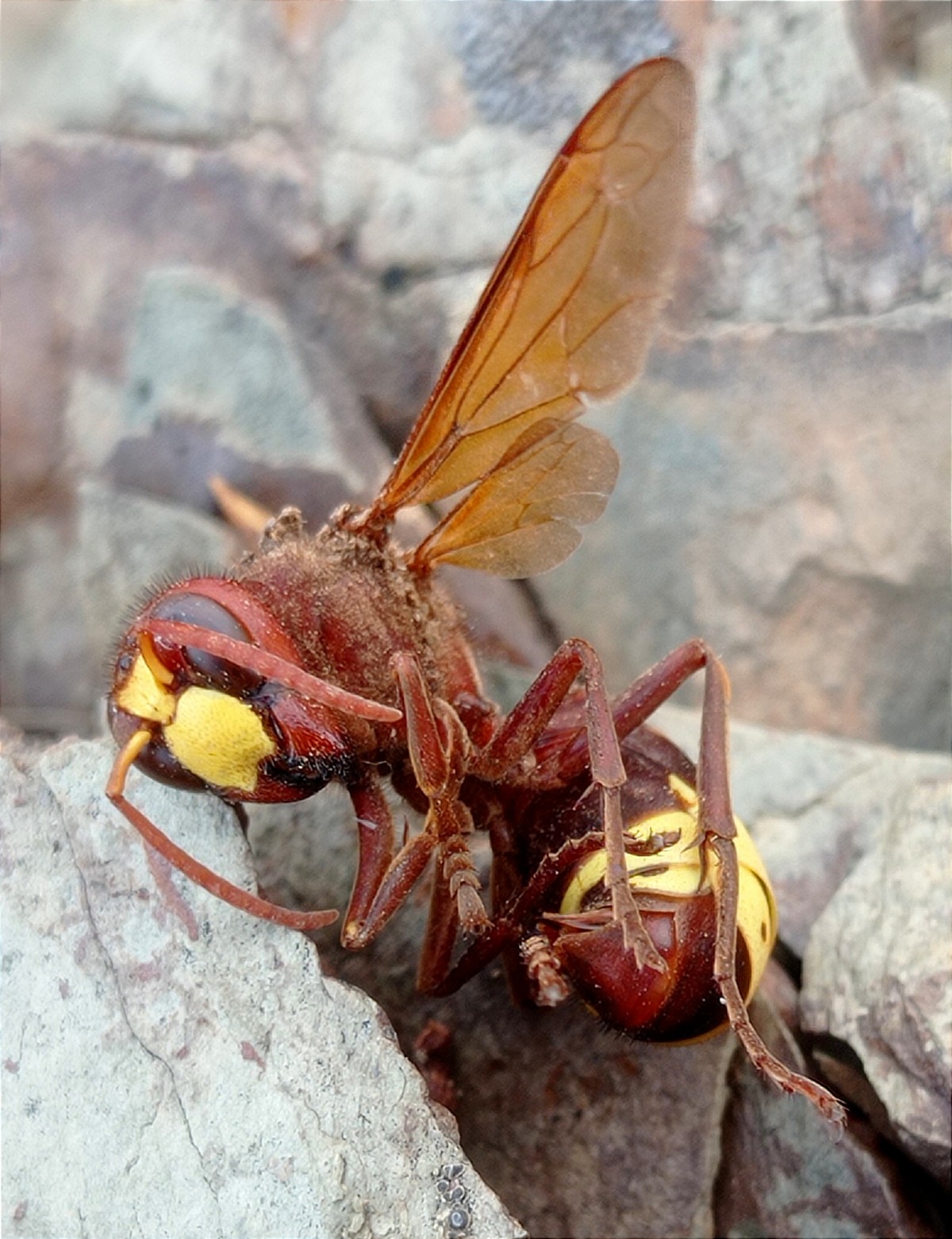 Foto de Avispa