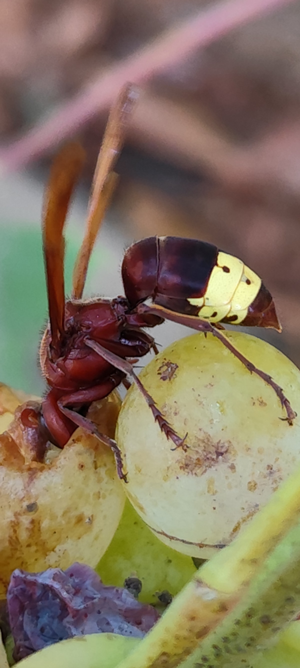 Foto de Avispa