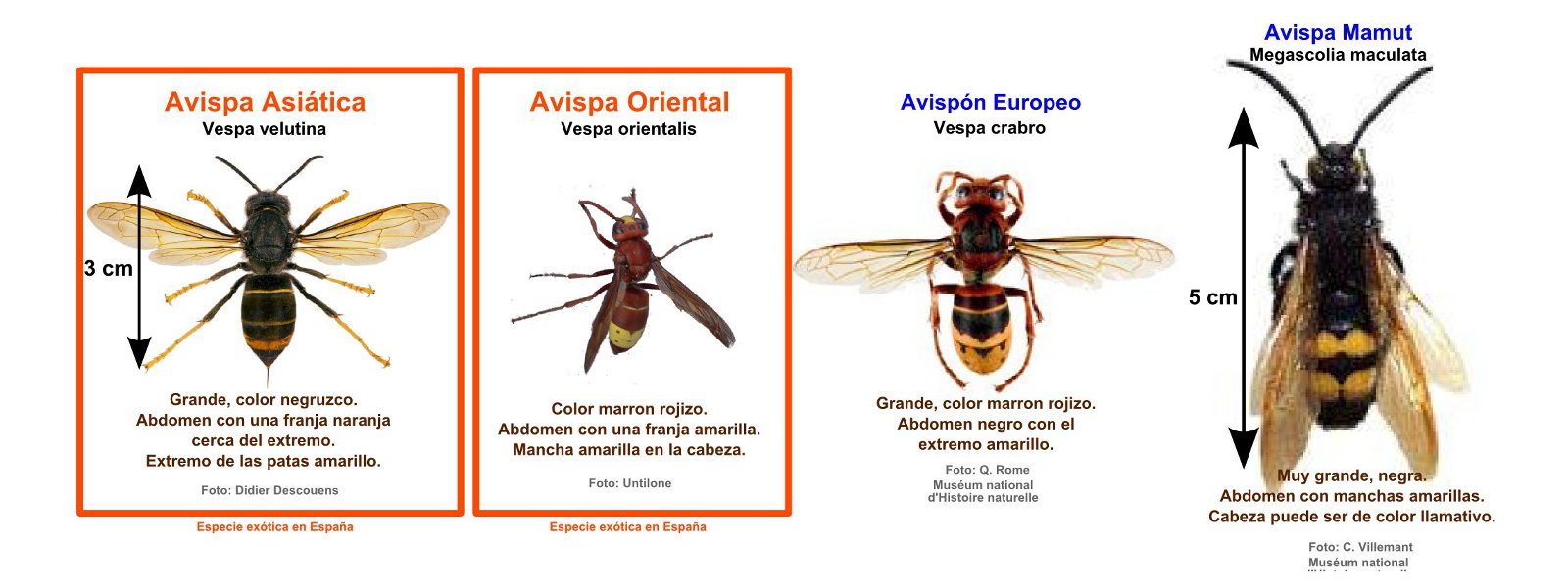 Avispa Asiatica y Avispon europeo